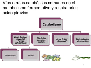 Vías o rutas catabólicas comunes en el
metabolismo fermentativo y respiratorio :
acido piruvico
:
:
Catabolismo
Vía de Embden-
Meyerhof-
Parnas
(glucolítica):
Acido Lactico Alcohol
Vía de las
pentosas-
fosfato
Vía de Entner-
Doudoroff
Ciclo del ácido
tricarboxílico
18
 