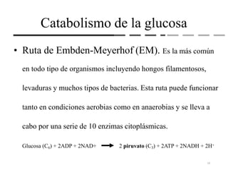 Catabolismo de la glucosa
• Ruta de Embden-Meyerhof (EM). Es la más común
en todo tipo de organismos incluyendo hongos filamentosos,
levaduras y muchos tipos de bacterias. Esta ruta puede funcionar
tanto en condiciones aerobias como en anaerobias y se lleva a
cabo por una serie de 10 enzimas citoplásmicas.
Glucosa (C6) + 2ADP + 2NAD+ 2 piruvato (C3) + 2ATP + 2NADH + 2H+
19
 