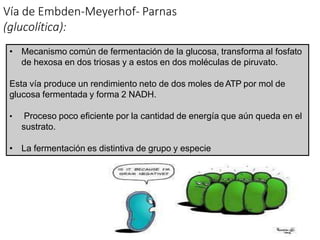 Vía de Embden-Meyerhof- Parnas
(glucolítica):
• Mecanismo común de fermentación de la glucosa, transforma al fosfato
de hexosa en dos triosas y a estos en dos moléculas de piruvato.
Esta vía produce un rendimiento neto de dos moles de ATP por mol de
glucosa fermentada y forma 2 NADH.
• Proceso poco eficiente por la cantidad de energía que aún queda en el
sustrato.
• La fermentación es distintiva de grupo y especie
20
 