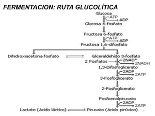 FERMENTACION: RUTA GLUCOLÍTICA
21
 