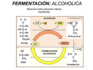 FERMENTACIÓN: ALCOHOLICA
Reacción oxido-reduccion interna
equilibrada.
22
 