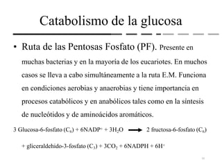 Catabolismo de la glucosa
• Ruta de las Pentosas Fosfato (PF). Presente en
muchas bacterias y en la mayoría de los eucariotes. En muchos
casos se lleva a cabo simultáneamente a la ruta E.M. Funciona
en condiciones aerobias y anaerobias y tiene importancia en
procesos catabólicos y en anabólicos tales como en la síntesis
de nucleótidos y de aminoácidos aromáticos.
3 Glucosa-6-fosfato (C6) + 6NADP+ + 3H2O 2 fructosa-6-fosfato (C6)
+ gliceraldehido-3-fosfato (C3) + 3CO2 + 6NADPH + 6H+
23
 