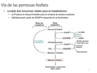 Vía de las pentosas-fosfato
• cumple dos funciones vitales para el metabolismo:
• a) Produce la ribosa-5-fosfato para la síntesis de ácidos nucleicos.
• b)Elabora gran parte de NADPH requerido en la biosíntesis.
24
 