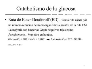 Catabolismo de la glucosa
• Ruta de Etner-Doudoroff (ED). Es una ruta usada por
un número reducido de microorganismos carentes de la ruta EM.
La mayoría son bacterias Gram-negativas tales como
Pseudomonas. Muy rara en hongos.
Glucosa (C6) + ADP + NAD+ + NADP+ 2 piruvato (C3) + ATP + NADH +
NADPH + 2H+
25
 