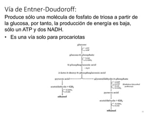 Vía de Entner-Doudoroff:
Produce sólo una molécula de fosfato de triosa a partir de
la glucosa, por tanto, la producción de energía es baja,
sólo un ATP y dos NADH.
• Es una vía solo para procariotas
26
 