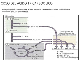 CICLO DEL ACIDO TRICARBOXILICO
Ruta principal de producción de ATP en aerobios. Genera compuestos intermediarios
requeridos en rutas biosintéticas.
.
27
 