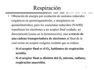 Respiración
• Obtención de energía por oxidación de sustratos reducidos
(orgánicos en quimiorganotrofas, e inorgánicos en
quimiolitotrofas), pero los coenzimas reducidos (NADH)
transfieren los electrones a un aceptor final oxidado, no
directamente (como en la fermentación), sino a través de
una cadena transportadora de electrones al final de la
cual existe un aceptor exógeno oxidado que se reduce.
– Si el aceptor final es el O2, hablamos de respiración
aerobia.
– Si el aceptor final es distinto del O2 (nitrato, sulfato),
respiración anaerobia.
28
 