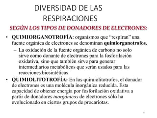 DIVERSIDAD DE LAS
RESPIRACIONES
SEGÚN LOS TIPOS DE DONADORES DE ELECTRONES:
• QUIMIORGANOTROFÍA: organismos que “respiran” una
fuente orgánica de electrones se denominan quimiorganotrofos.
– La oxidación de la fuente orgánica de carbono no solo
sirve como donante de electrones para la fosforilación
oxidativa, sino que también sirve para generar
intermediarios metabólicos que serán usados para las
reacciones biosintéticas.
• QUIMIOLITOTROFÍA: En los quimiolitotrofos, el donador
de electrones es una molécula inorgánica reducida. Esta
capacidad de obtener energía por fosforilación oxidativa a
partir de donadores inorgánicos de electrones sólo ha
evolucionado en ciertos grupos de procariotas.
30
 