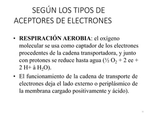 SEGÚN LOS TIPOS DE
ACEPTORES DE ELECTRONES
• RESPIRACIÓN AEROBIA: el oxígeno
molecular se usa como captador de los electrones
procedentes de la cadena transportadora, y junto
con protones se reduce hasta agua (½ O2 + 2 ee +
2 H+ à H2O).
• El funcionamiento de la cadena de transporte de
electrones deja el lado externo o periplásmico de
la membrana cargado positivamente y ácido).
31
 