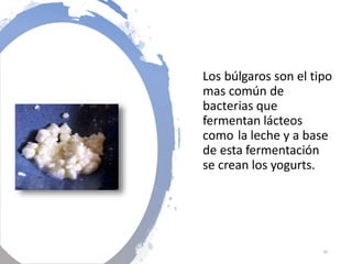 Los búlgaros son el tipo
mas común de
bacterias que
fermentan lácteos
como la leche y a base
de esta fermentación
se crean los yogurts.
45
 