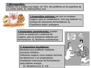 2.Microaerofilos:
Utilizan O2 a niveles muy bajos. Un 12%. No proliferen en la superficie de
un medio sólido. Ej. Haemophillus suis
3.Anaerobios estrictos: las que no emplean
oxigeno para su metabolismo, sino que obtienen su
energía de reacciones fermentativas. Ej.
Clostridium tetani, prefirgens.
4.Anaerobios aerotolerantes: pueden
crecer en presencia o ausencia de
oxigeno, pero la energía la obtienen por
fermentación. Ej. Bacterias acidolacticas
5. Anaerobios facultativos:
Bacterias que proliferan mediante
procesos oxidativo.
Utilizando oxigeno como aceptor terminal
de electrones, o en anaerobiosis,
empleando reacciones de fermentación
para obtener energía.
Ej. Streptococcus, E. coli
9
 