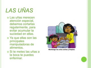 LAS UÑASLas uñas merecen atención especial, debemos cortarlas regularmente, para evitar acumular la suciedad en ellas.Ya que ellas son las principales manipuladoras de alimentos.Si te metes las uñas a la boca te puedes enfermar.