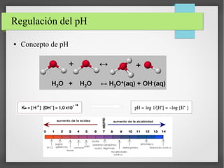 Regulación del pH
● Concepto de pH
 