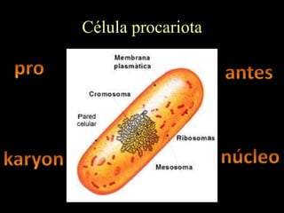 Célula procariota
 