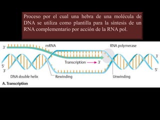 Proceso por el cual una hebra de una molécula de
DNA se utiliza como plantilla para la síntesis de un
RNA complementario por acción de la RNA pol.
 