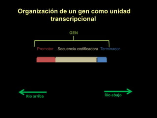 Organización de un gen como unidad
            transcripcional

                              GEN



            Promotor   Secuencia codificadora Terminador

DNA



                   Sitio de inicio         Sitio de término de
                   de la transcripción     la transcripción


      Rio arriba                                Rio abajo
 