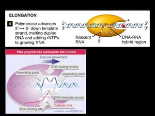 E. coli (37°C)
Velocidad: 40 nt por segundo
1 error por 10,000 nt

Fago T7
Velocidad: 200 nt por segundo
 