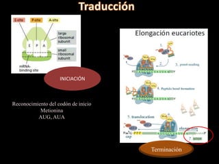 INICIACIÓN



Reconocimiento del codón de inicio
           Metionina
          AUG, AUA




                                     Terminación
 