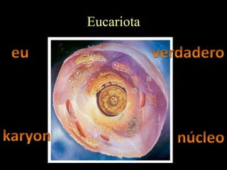 Eucariota
 