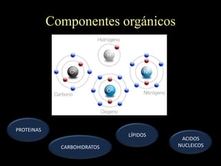 Componentes orgánicos




PROTEINAS
                              LÍPIDOS
                                         ACIDOS
              CARBOHIDRATOS             NUCLEICOS
 