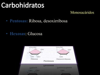 Monosacáridos

• Pentosas: Ribosa, desoxirribosa

• Hexosas: Glucosa
 