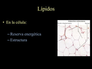 Lípidos

• En la célula:

  – Reserva energética
  – Estructura
 