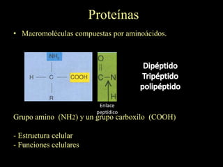 Proteínas
• Macromoléculas compuestas por aminoácidos.




                          Enlace
                         peptídico
Grupo amino (NH2) y un grupo carboxilo (COOH)

- Estructura celular
- Funciones celulares
 