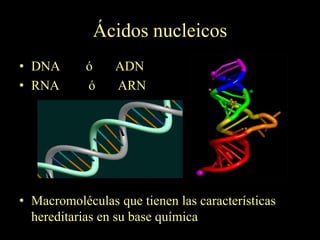 Ácidos nucleicos
• DNA       ó    ADN
• RNA       ó    ARN




• Macromoléculas que tienen las características
  hereditarias en su base química
 