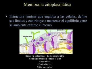 Membrana citoplasmática

• Estructura laminar que engloba a las células, define
  sus límites y contribuye a mantener el equilibrio entre
  su ambiente externo e interno.
 