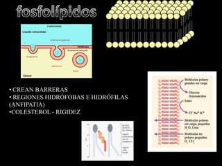 • CREAN BARRERAS
• REGIONES HIDRÓFOBAS E HIDRÓFILAS
(ANFIPATIA)
•COLESTEROL - RIGIDEZ
 