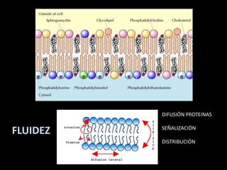 DIFUSIÓN PROTEINAS

SEÑALIZACIÓN

DISTRIBUCIÓN
 