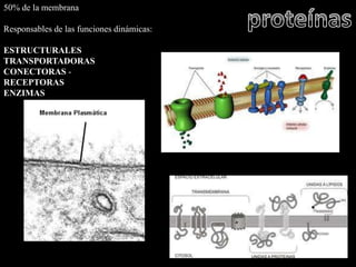 50% de la membrana

Responsables de las funciones dinámicas:

ESTRUCTURALES
TRANSPORTADORAS
CONECTORAS -
RECEPTORAS
ENZIMAS
 