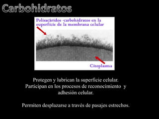 Protegen y lubrican la superficie celular.
 Participan en los procesos de reconocimiento y
                 adhesión celular.

Permiten desplazarse a través de pasajes estrechos.
 