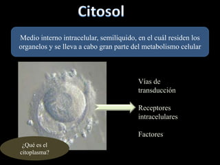 Medio interno intracelular, semilíquido, en el cuál residen los
organelos y se lleva a cabo gran parte del metabolismo celular



                                         Vías de
                                         transducción

                                         Receptores
                                         intracelulares

                                         Factores
 ¿Qué es el
citoplasma?
 