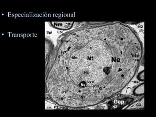 • Especialización regional

• Transporte
 