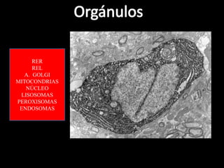 RER
     REL
  A. GOLGI
MITOCONDRIAS
   NÚCLEO
 LISOSOMAS
PEROXISOMAS
 ENDOSOMAS
 