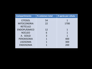 Compartimento   % volúmen total   # apróx por célula
    CITOSOL            54                  1
 MITOCONDRIA           22                1700
   RETÍCULO
ENDOPLÁSMICO           12                 1
    NÚCLEO              6                 1
    A. GOLGI            3                 1
 PEROXISOMA             1                400
   LISOSOMA             1                300
  ENDOSOMA              1                200
 
