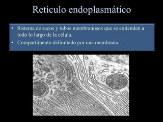 Retículo endoplasmático
• Sistema de sacos y tubos membranosos que se extienden a
  todo lo largo de la célula.
• Compartimento delimitado por una membrana.
 