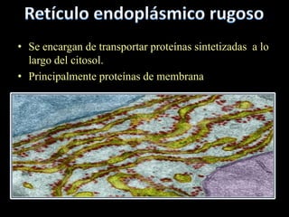 • Se encargan de transportar proteínas sintetizadas a lo
  largo del citosol.
• Principalmente proteínas de membrana
 