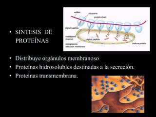 • SINTESIS DE
  PROTEÍNAS

• Distribuye orgánulos membranoso
• Proteínas hidrosolubles destinadas a la secreción.
• Proteínas transmembrana.
 