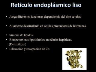 • Juega diferentes funciones dependiendo del tipo celular.

• Altamente desarrollado en células productoras de hormonas.

• Síntesis de lípidos.
• Rompe toxinas liposolubles en células hepáticas.
  (Detoxifican)
• Liberación y recaptación de Ca.
 