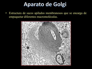 • Estructura de sacos apilados membranosos que se encarga de
  empaquetar diferentes macromoléculas.
 