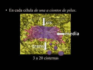 • En cada célula de una a cientos de pilas.




                3 a 20 cisternas
 