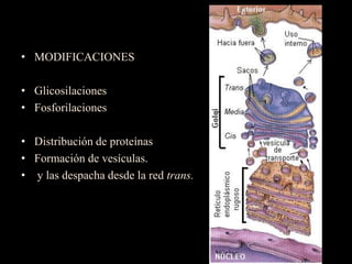 • MODIFICACIONES

• Glicosilaciones
• Fosforilaciones

• Distribución de proteínas
• Formación de vesículas.
• y las despacha desde la red trans.
 