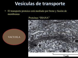 • El transporte proteico está mediado por brote y fusión de
  membranas
                       Proteínas “DIANA”




   VACUOLA
 