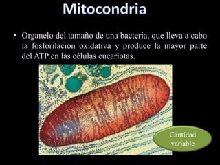 • Organelo del tamaño de una bacteria, que lleva a cabo
  la fosforilación oxidativa y produce la mayor parte
  del ATP en las células eucariotas.




                                            Cantidad
                                            variable
 