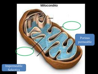 Porinas
              permeable




Impermeable
  Selectiva
 
