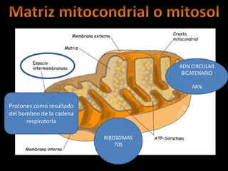 ADN CIRCULAR
                                       BICATENARIO

                                          ARN


Protones como resultado
del bombeo de la cadena
      respiratoria

                          RIBOSOMAS
                              70S
 