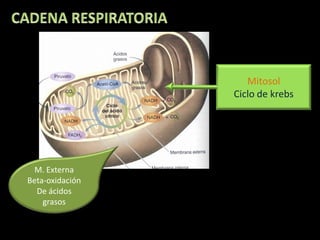 Mitosol
                 Ciclo de krebs




  M. Externa
Beta-oxidación
  De ácidos
    grasos
 