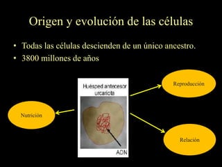 Origen y evolución de las células
• Todas las células descienden de un único ancestro.
• 3800 millones de años

                                             Reproducción




  Nutrición



                                               Relación
 
